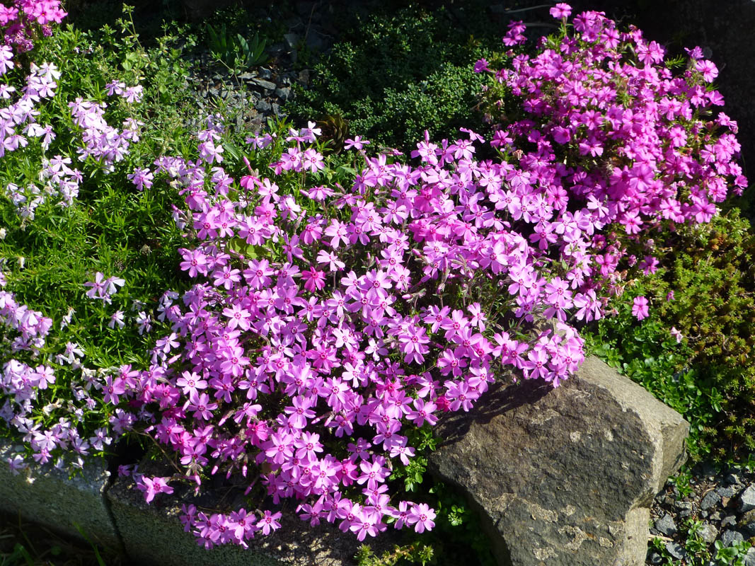 Phlox subulata 'Daisy Hill' photo